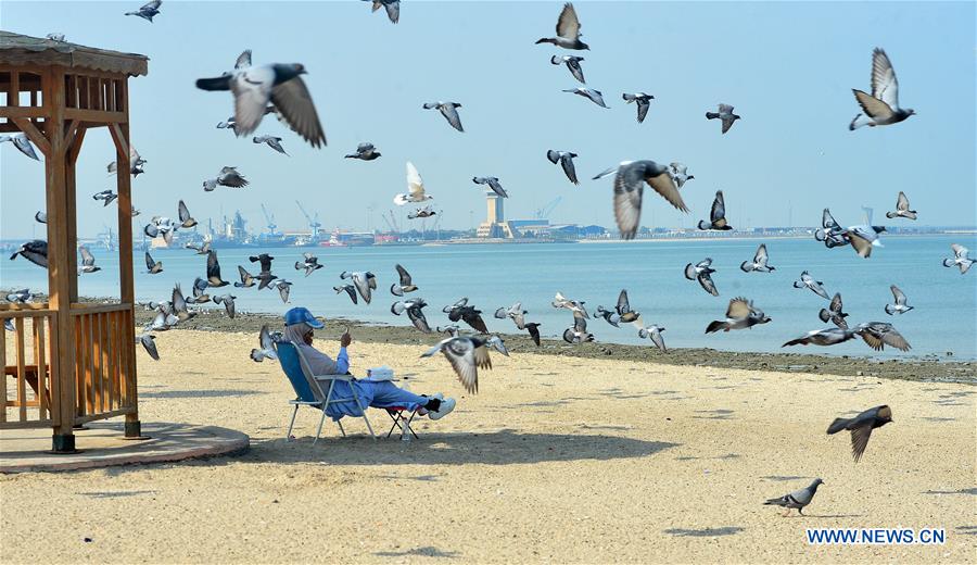 KUWAIT-KUWAIT CITY-SEA BEACH-PIGEONS