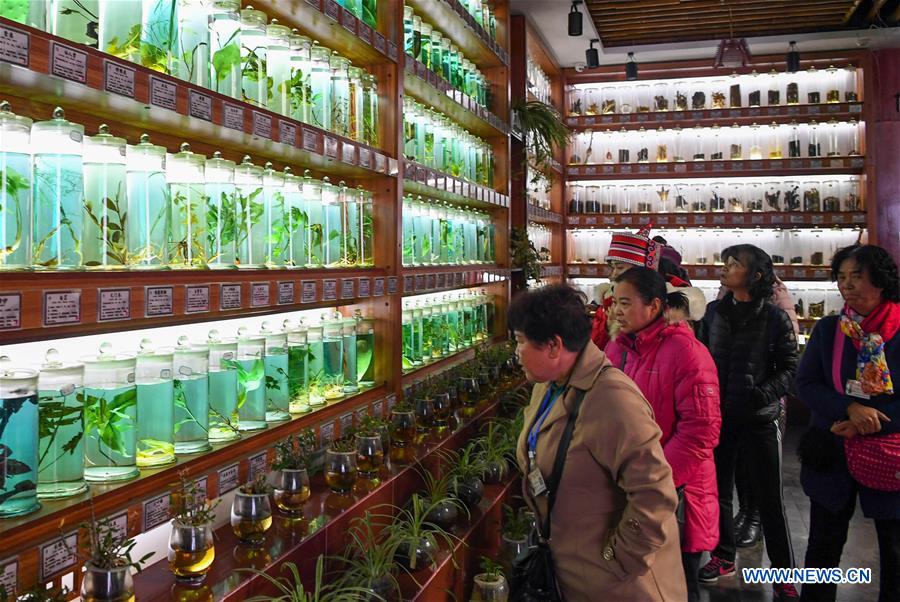 CHINA-YUNNAN-PANAX NOTOGINSENG-INDUSTRY (CN)