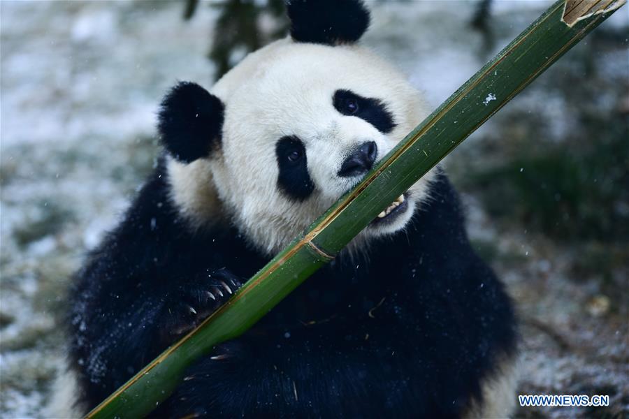 CHINA-QINGHAI-XINING-GIANT PANDA-SNOW (CN)