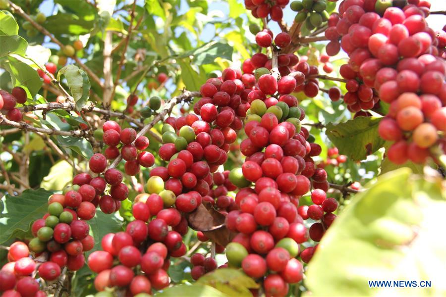 YEMEN-SANAA-COFFEE HARVEST