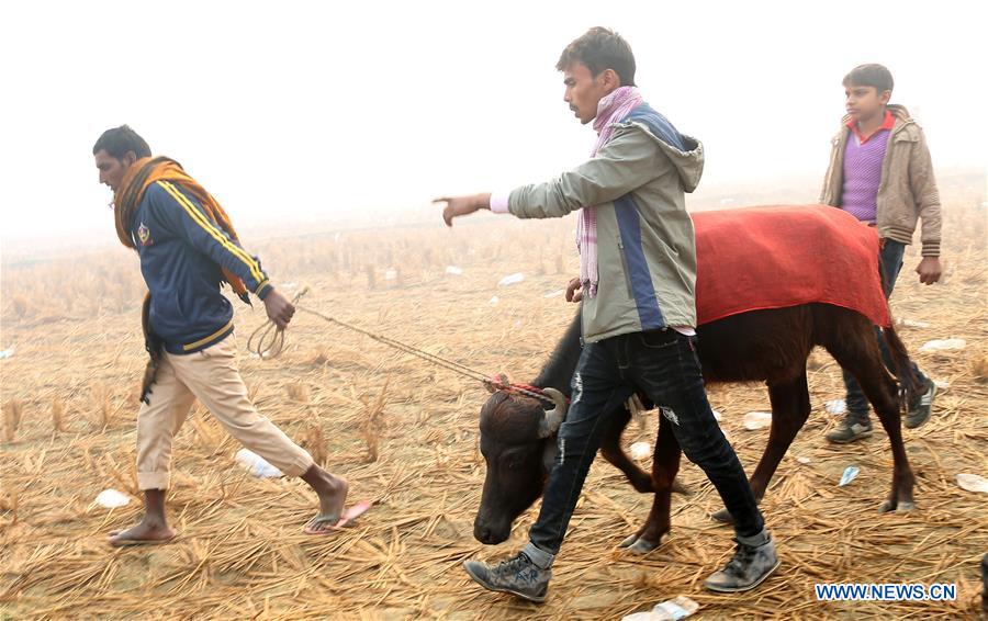 NEPAL-BARA-GADHIMAI FESTIVAL-SACRIFICIAL CEREMONY