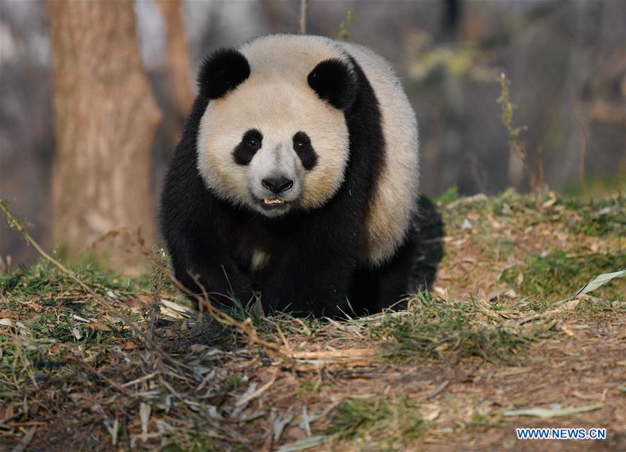 CHINA-XI'AN-QINLING-GIANT PANDA (CN)
