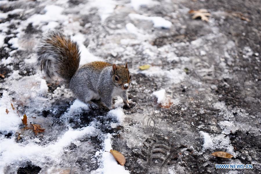 U.S.-NEW YORK-CENTRAL PARK-SNOW