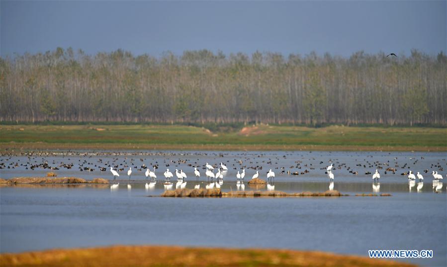 CHINA-HUNAN-DONGTING LAKE-MIGRANT BIRDS(CN)