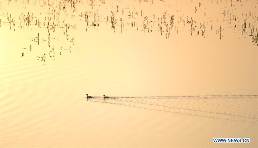 CHINA-HUNAN-DONGTING LAKE-MIGRANT BIRDS(CN)