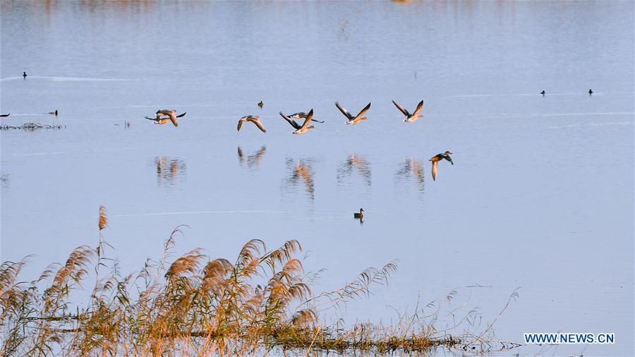 CHINA-HUNAN-DONGTING LAKE-MIGRANT BIRDS(CN)