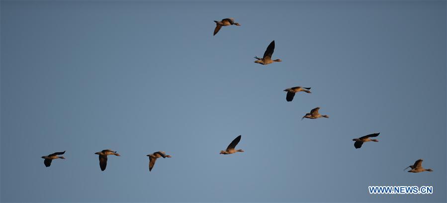 CHINA-HUNAN-DONGTING LAKE-MIGRANT BIRDS(CN)