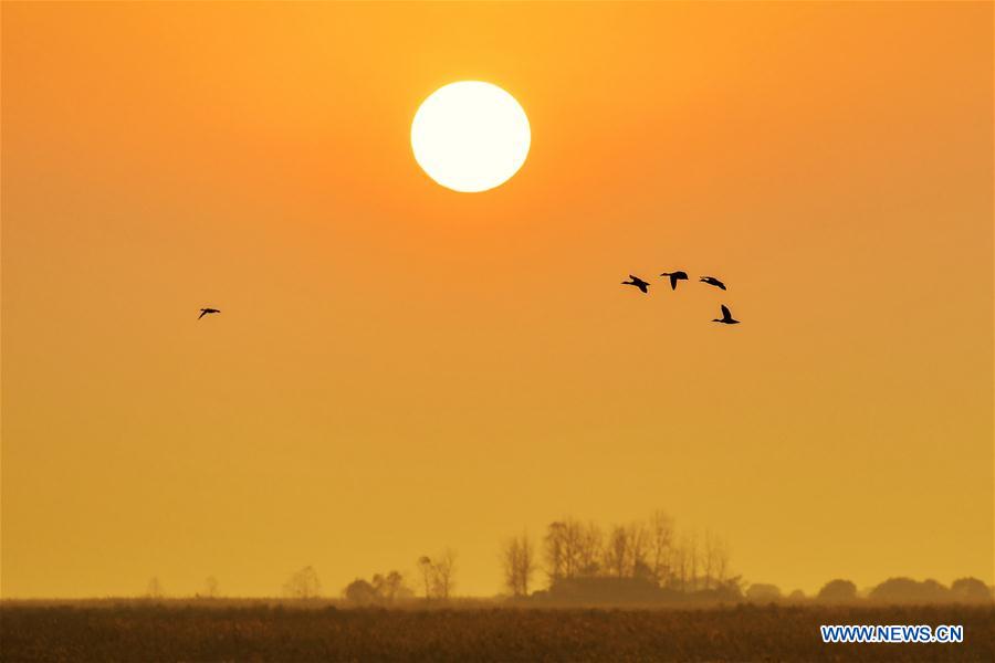 CHINA-HUNAN-DONGTING LAKE-MIGRANT BIRDS(CN)