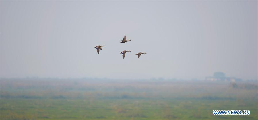 CHINA-HUNAN-DONGTING LAKE-MIGRANT BIRDS(CN)