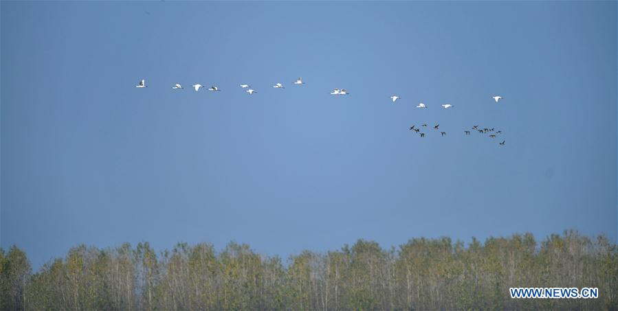 CHINA-HUNAN-DONGTING LAKE-MIGRANT BIRDS(CN)