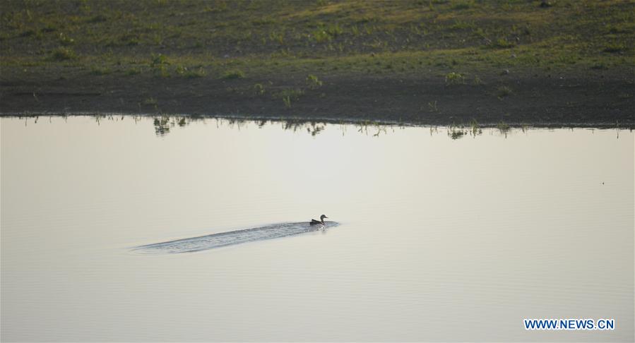 CHINA-HUNAN-DONGTING LAKE-MIGRANT BIRDS(CN)