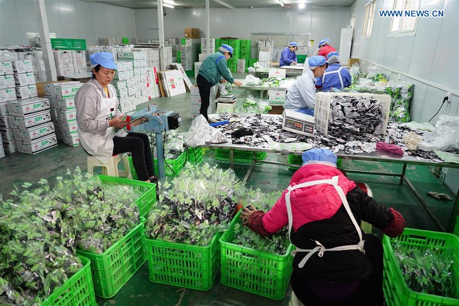 CHINA-SHAANXI-ANKANG-ECONOMY (CN)