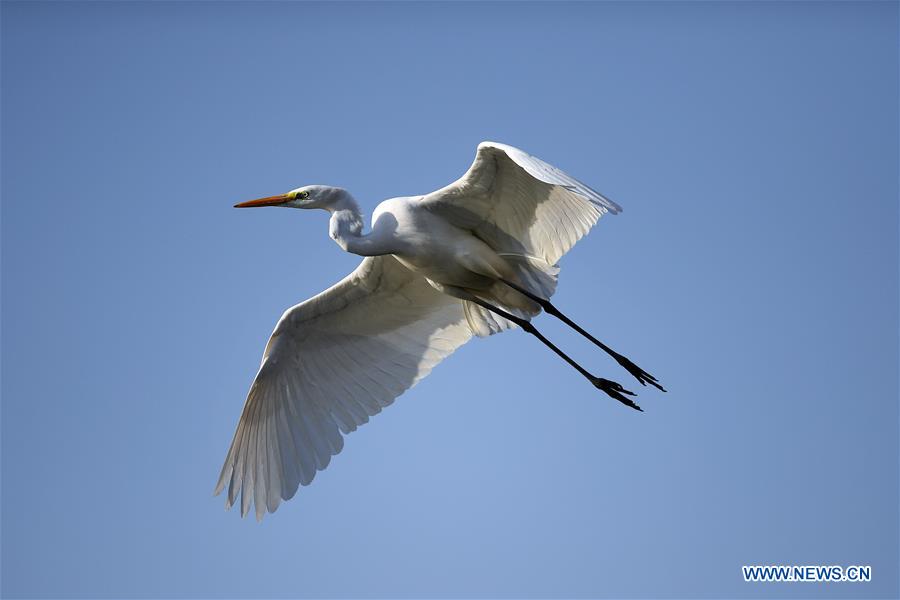 CHINA-SHANXI-TAIYUAN-EGRETS (CN)