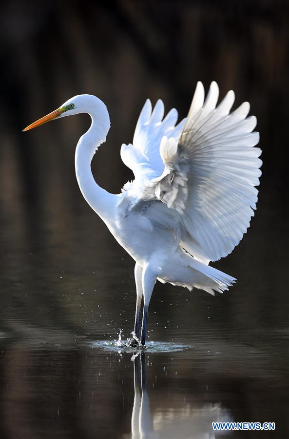 CHINA-SHANXI-TAIYUAN-EGRETS (CN)