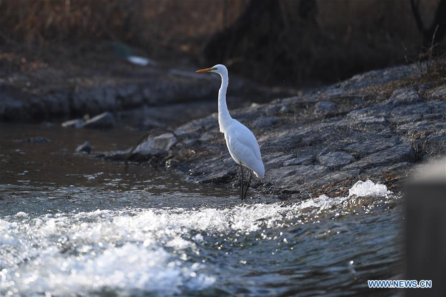 CHINA-SHANXI-TAIYUAN-EGRETS (CN)