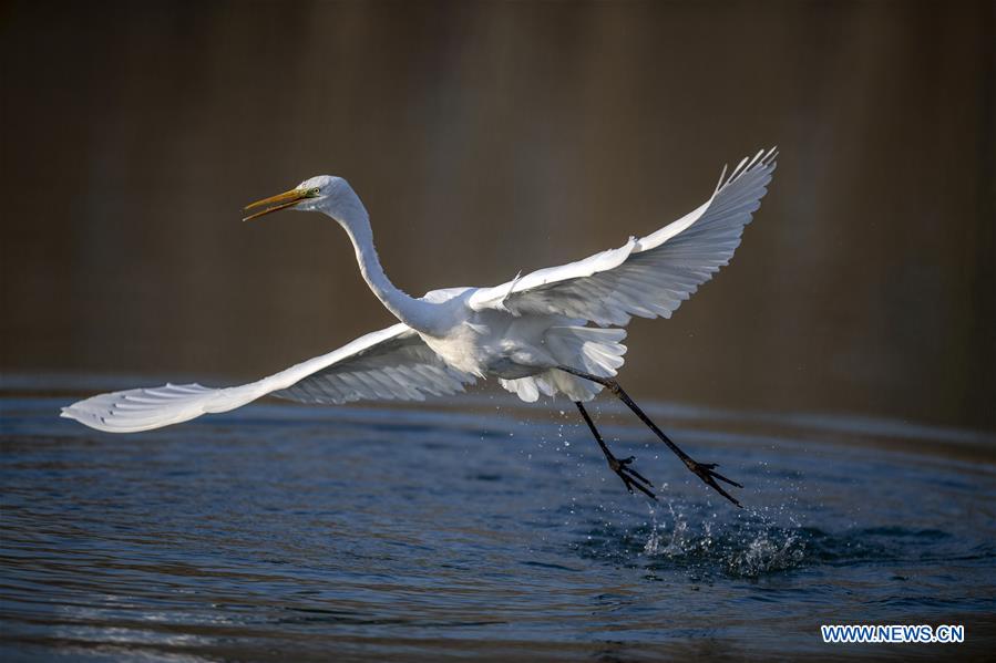 CHINA-SHANXI-TAIYUAN-EGRETS (CN)