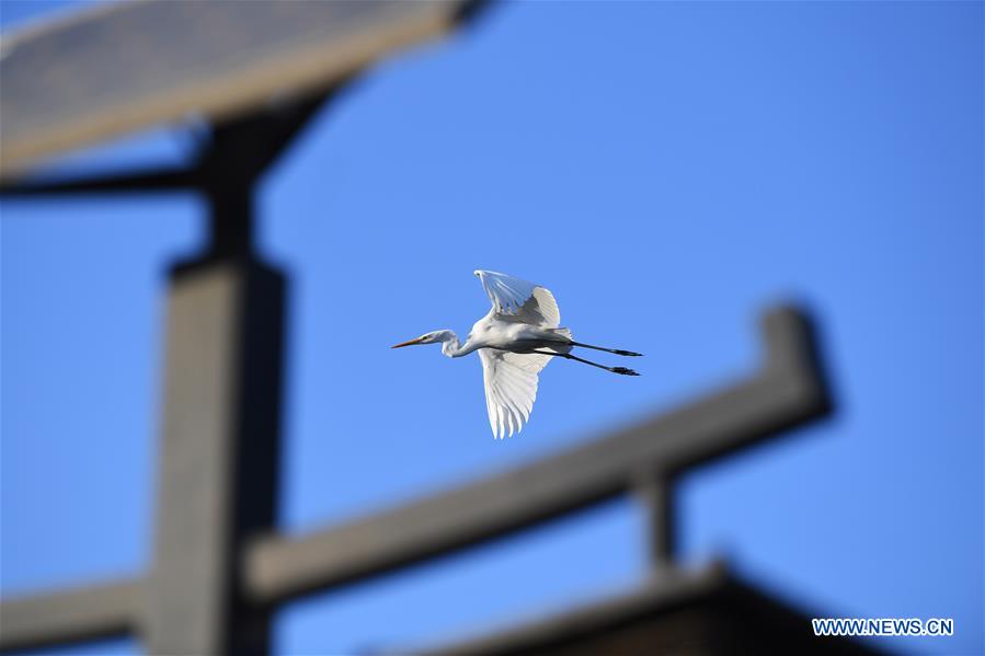 CHINA-SHANXI-TAIYUAN-EGRETS (CN)