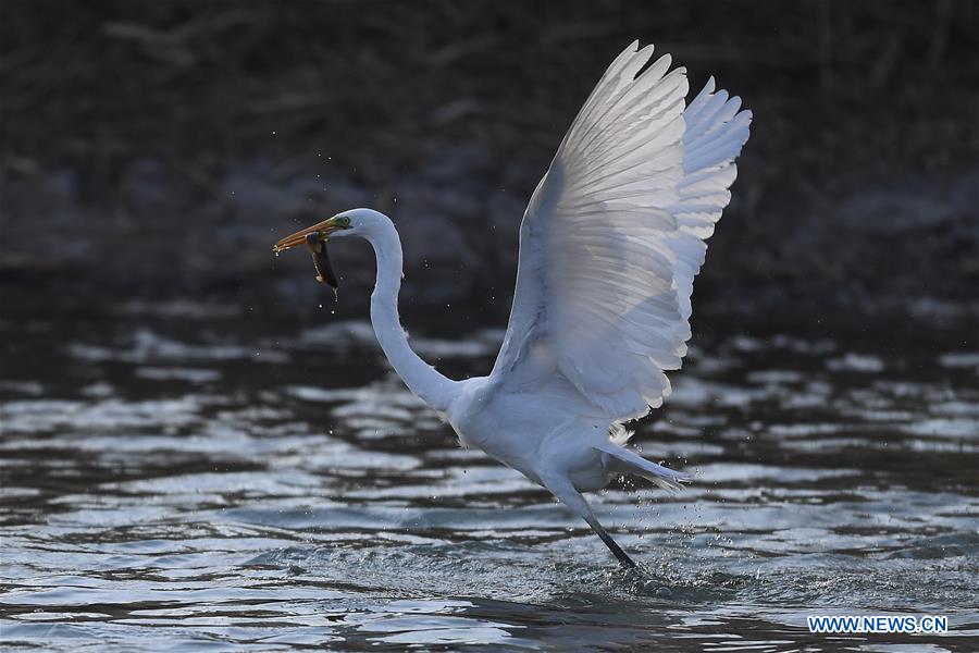 CHINA-SHANXI-TAIYUAN-EGRETS (CN)