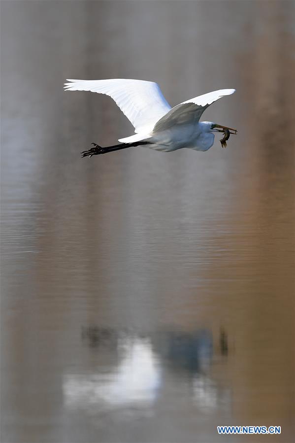 CHINA-SHANXI-TAIYUAN-EGRETS (CN)