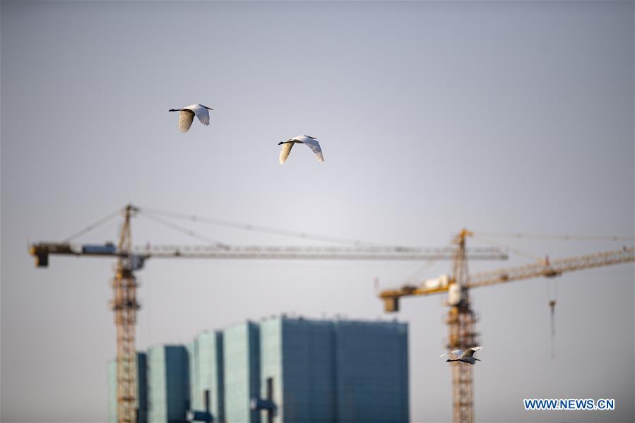 CHINA-SHANXI-TAIYUAN-EGRETS (CN)