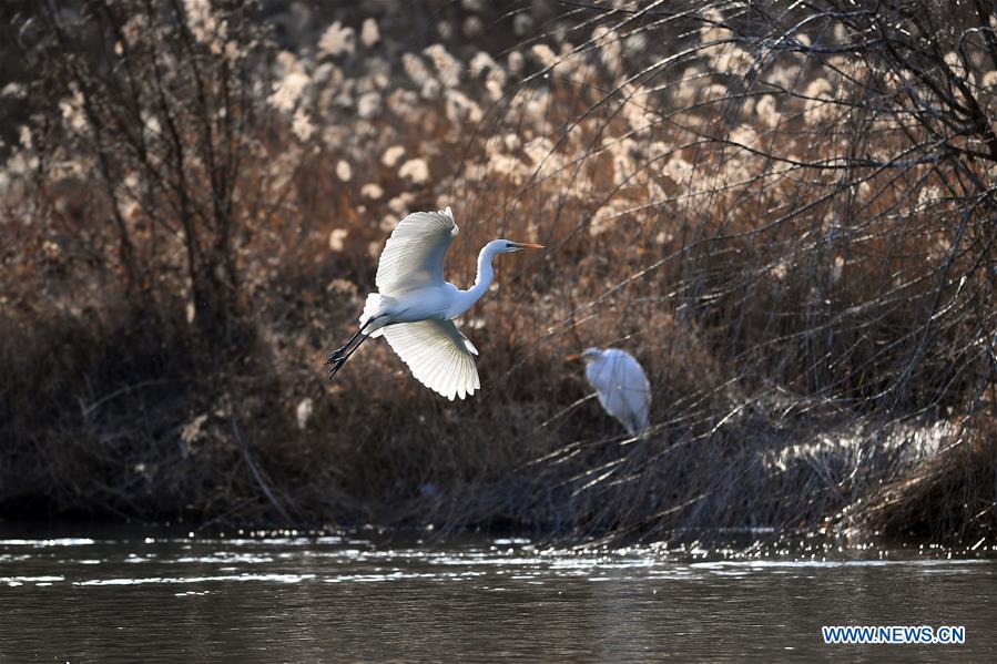 CHINA-SHANXI-TAIYUAN-EGRETS (CN)