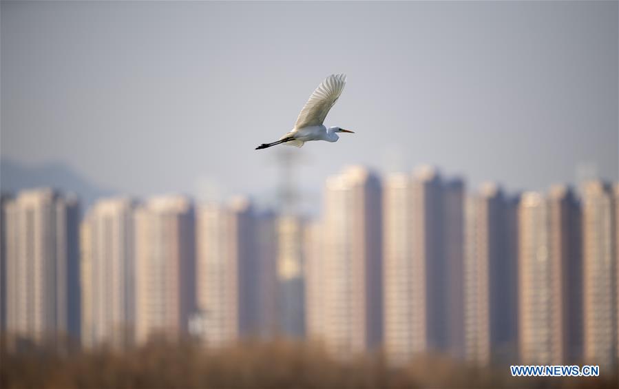 CHINA-SHANXI-TAIYUAN-EGRETS (CN)