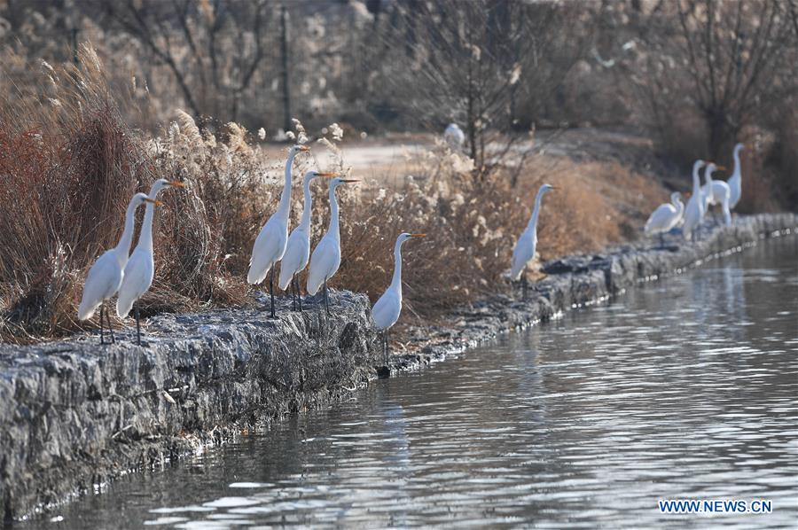 CHINA-SHANXI-TAIYUAN-EGRETS (CN)
