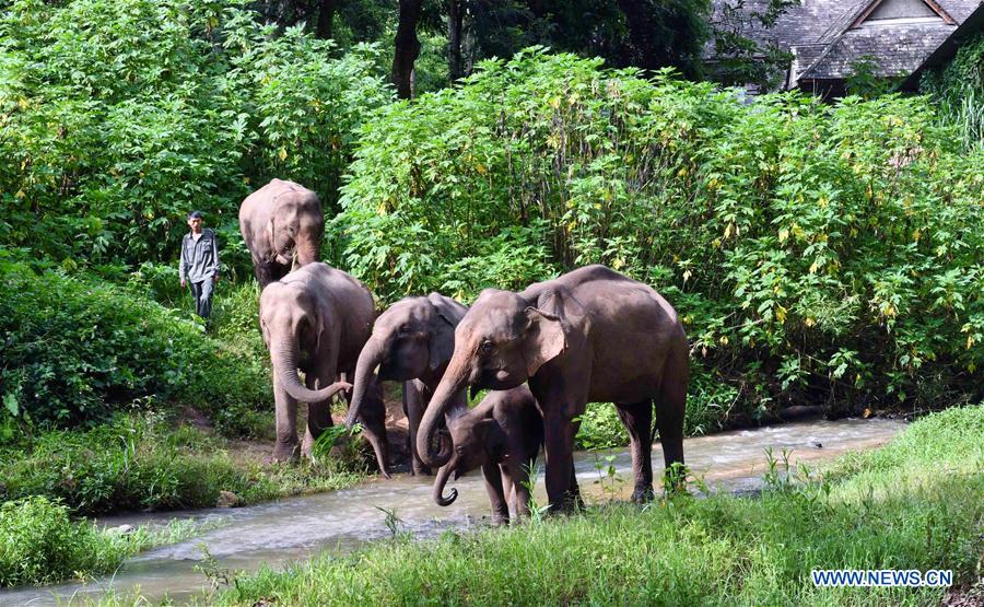 (FOCUS) CHINA-YUNNAN-XISHUANGBANNA-ASIAN ELEPHANT-CONSERVATION (CN)