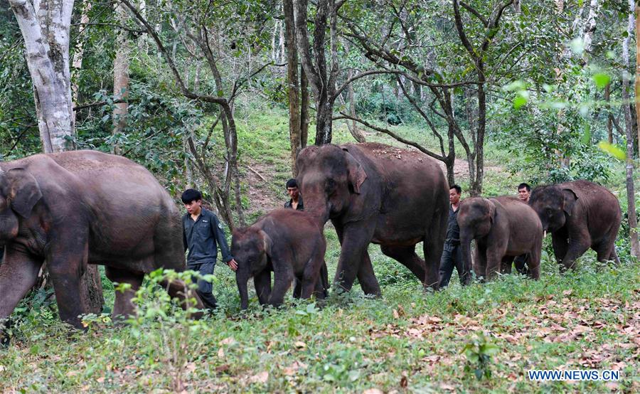 (FOCUS) CHINA-YUNNAN-XISHUANGBANNA-ASIAN ELEPHANT-CONSERVATION (CN)