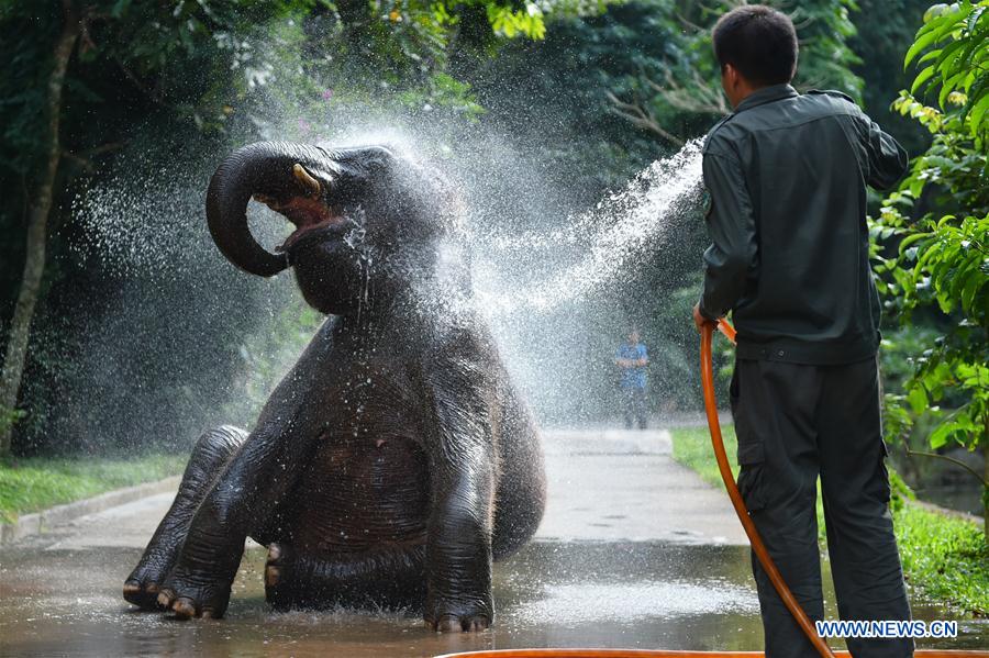 (FOCUS) CHINA-YUNNAN-XISHUANGBANNA-ASIAN ELEPHANT-CONSERVATION (CN)