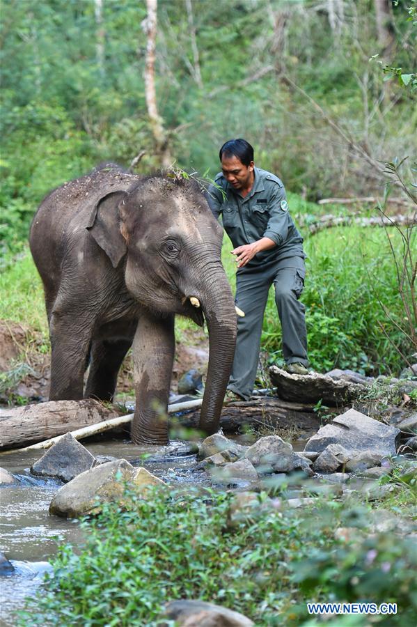 (FOCUS) CHINA-YUNNAN-XISHUANGBANNA-ASIAN ELEPHANT-CONSERVATION (CN)