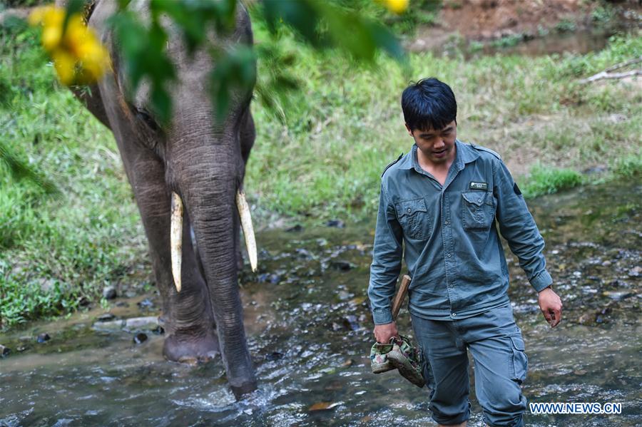 (FOCUS) CHINA-YUNNAN-XISHUANGBANNA-ASIAN ELEPHANT-CONSERVATION (CN)