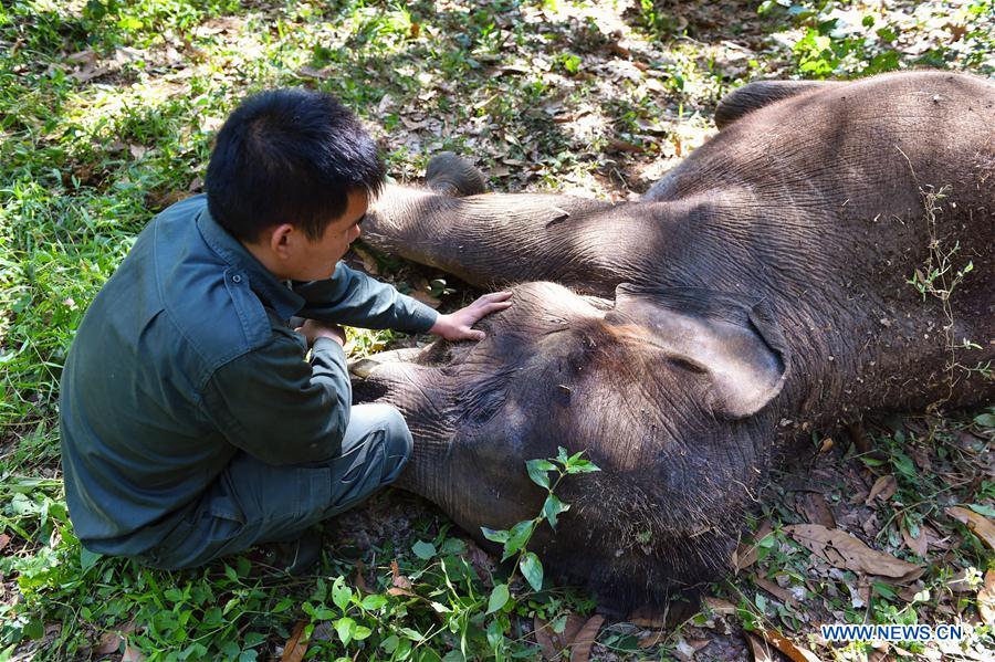 (FOCUS) CHINA-YUNNAN-XISHUANGBANNA-ASIAN ELEPHANT-CONSERVATION (CN)