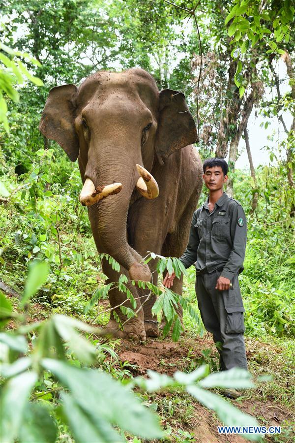 (FOCUS) CHINA-YUNNAN-XISHUANGBANNA-ASIAN ELEPHANT-CONSERVATION (CN)