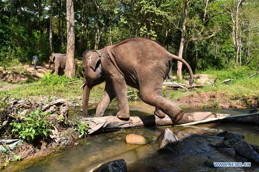(FOCUS) CHINA-YUNNAN-XISHUANGBANNA-ASIAN ELEPHANT-CONSERVATION (CN)