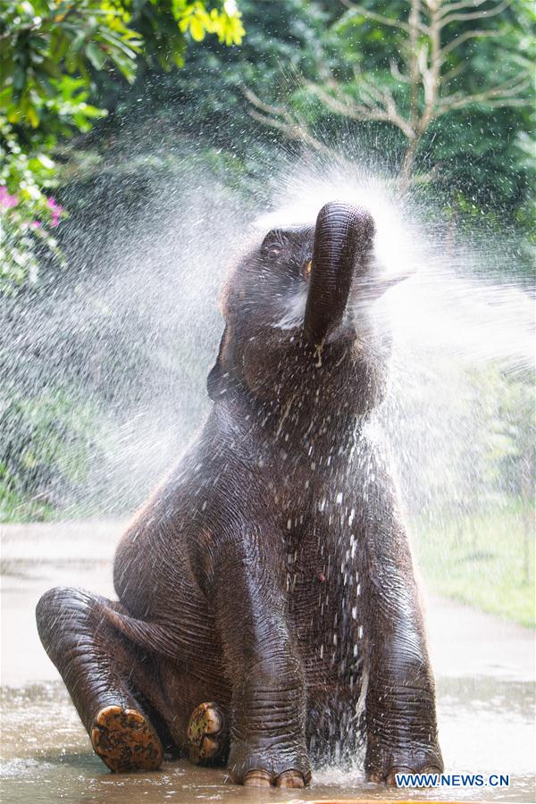 (FOCUS) CHINA-YUNNAN-XISHUANGBANNA-ASIAN ELEPHANT-CONSERVATION (CN)