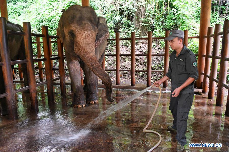 (FOCUS) CHINA-YUNNAN-XISHUANGBANNA-ASIAN ELEPHANT-CONSERVATION (CN)
