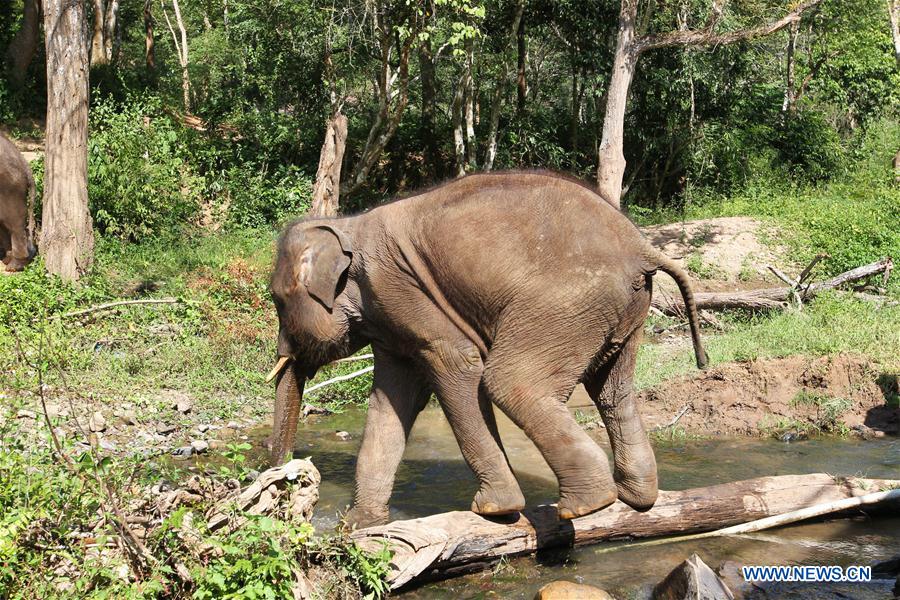 (FOCUS) CHINA-YUNNAN-XISHUANGBANNA-ASIAN ELEPHANT-CONSERVATION (CN)