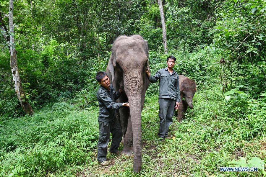 (FOCUS) CHINA-YUNNAN-XISHUANGBANNA-ASIAN ELEPHANT-CONSERVATION (CN)