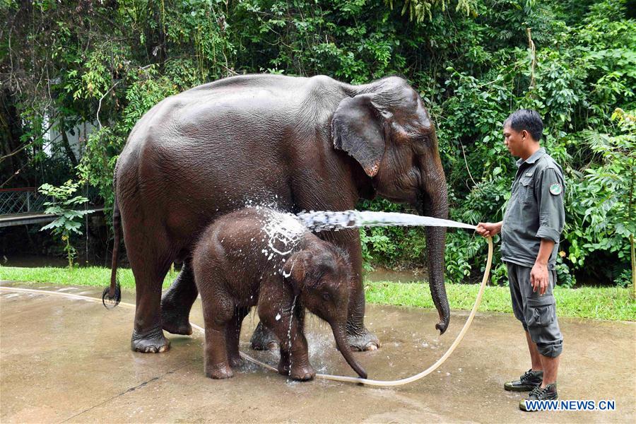 (FOCUS) CHINA-YUNNAN-XISHUANGBANNA-ASIAN ELEPHANT-CONSERVATION (CN)