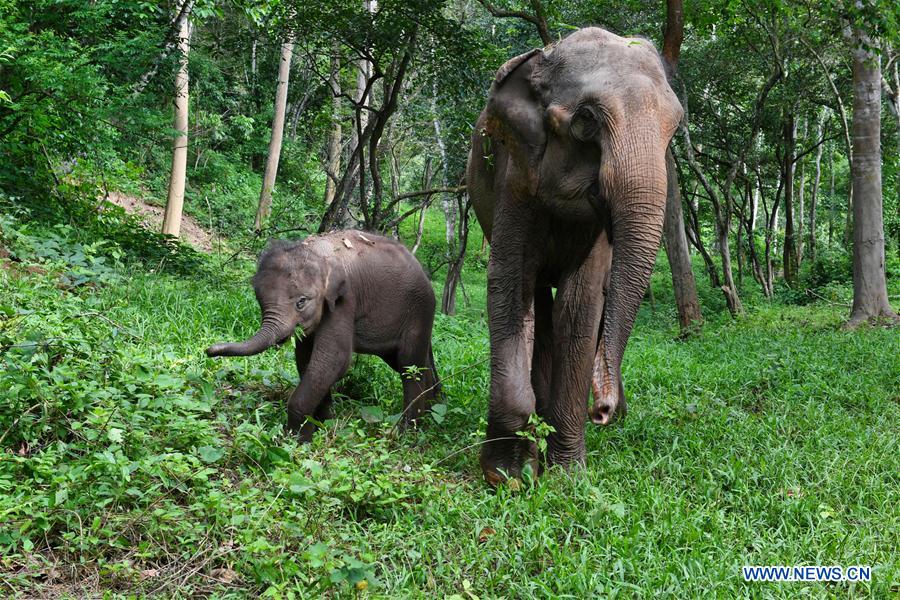 (FOCUS) CHINA-YUNNAN-XISHUANGBANNA-ASIAN ELEPHANT-CONSERVATION (CN)