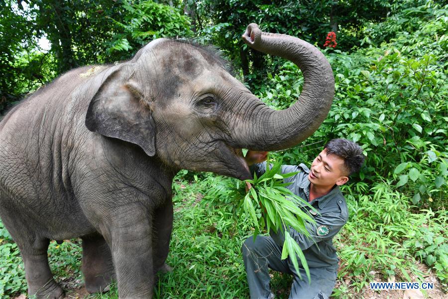 Conservation of Asian elephants in SW China's Yunnan Xinhua English