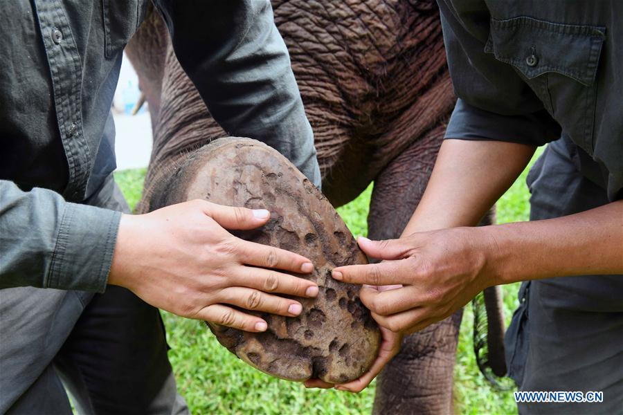 (FOCUS) CHINA-YUNNAN-XISHUANGBANNA-ASIAN ELEPHANT-CONSERVATION (CN)