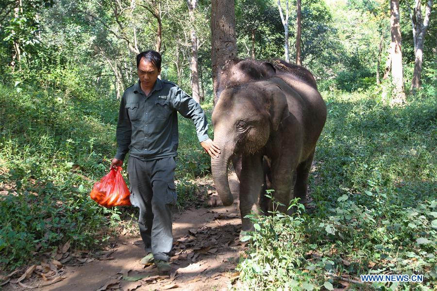 (FOCUS) CHINA-YUNNAN-XISHUANGBANNA-ASIAN ELEPHANT-CONSERVATION (CN)