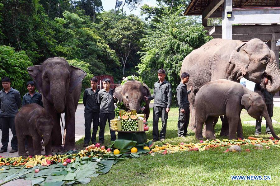 (FOCUS) CHINA-YUNNAN-XISHUANGBANNA-ASIAN ELEPHANT-CONSERVATION (CN)