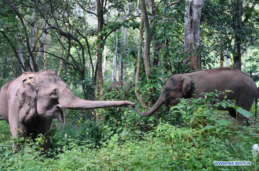 (FOCUS) CHINA-YUNNAN-XISHUANGBANNA-ASIAN ELEPHANT-CONSERVATION (CN)