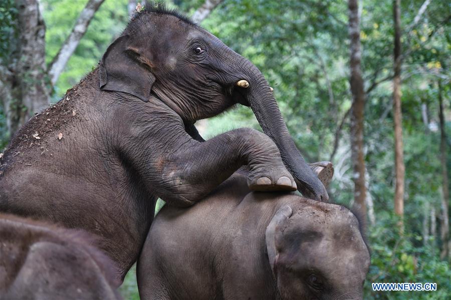 (FOCUS) CHINA-YUNNAN-XISHUANGBANNA-ASIAN ELEPHANT-CONSERVATION (CN)