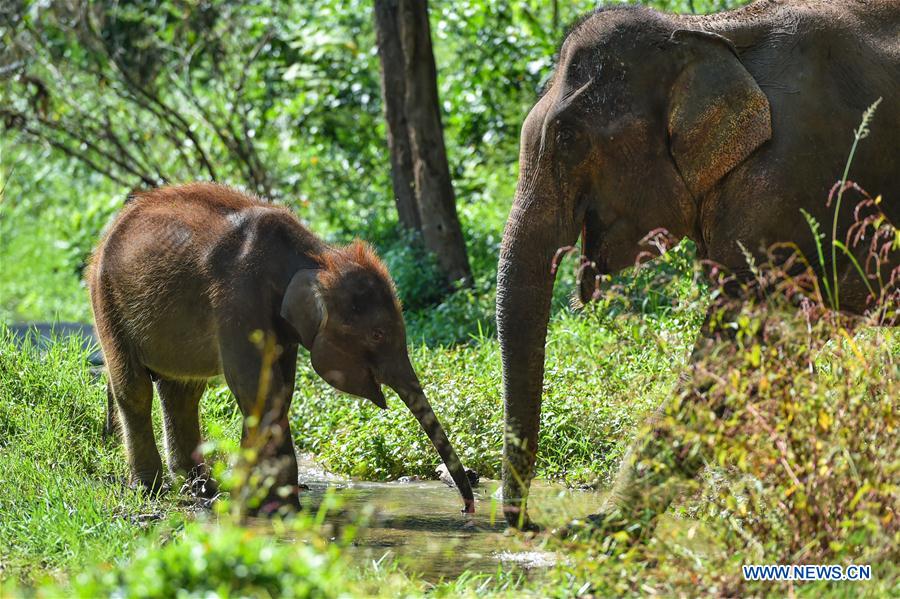 (FOCUS) CHINA-YUNNAN-XISHUANGBANNA-ASIAN ELEPHANT-CONSERVATION (CN)