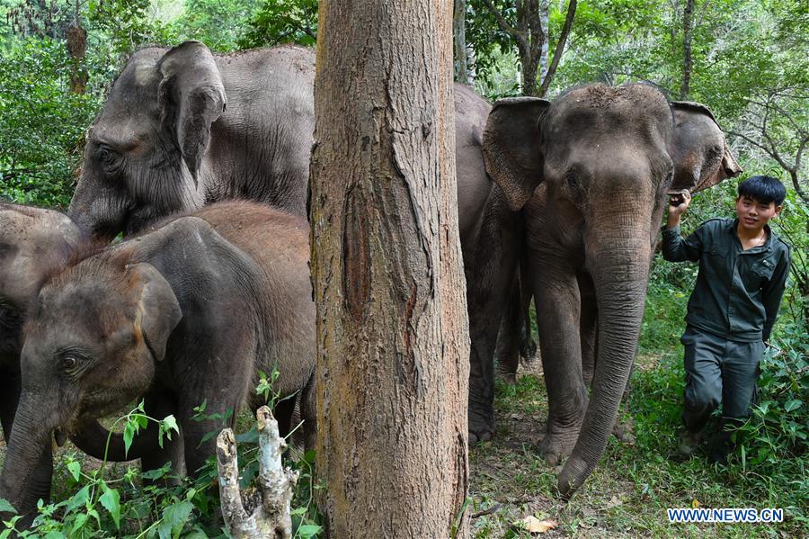 (FOCUS) CHINA-YUNNAN-XISHUANGBANNA-ASIAN ELEPHANT-CONSERVATION (CN)
