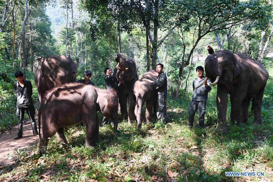 (FOCUS) CHINA-YUNNAN-XISHUANGBANNA-ASIAN ELEPHANT-CONSERVATION (CN)
